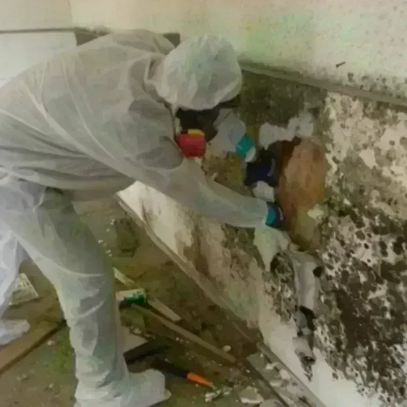 Mold Remediation and Removal in West and East Lealman, FL